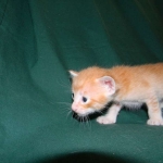 Savannah, F-6B Non Standard Orange Spotted Male