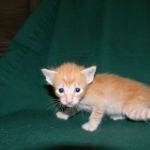 Savannah, F-6B Non Standard Orange Spotted Male