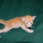 Savannah, F-6B Non Standard Orange Spotted Male