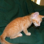 Savannah, F-6B Non Standard Orange Spotted Male