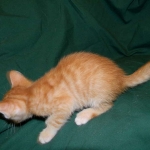 Savannah, F-6B Non Standard Orange Spotted Male