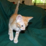 Savannah, F-6B Non Standard Orange Spotted Male