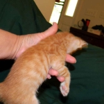 Savannah, F-6B Non Standard Orange Spotted Male