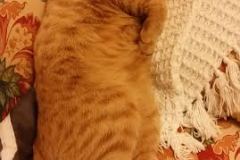 Romeo Savannah F-6B Orange Male #2 DOB 4-16-15