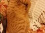 Romeo Savannah F-6B Orange Male #2 DOB 4-16-15