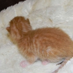 Savannah, Non Standard, Orange Spotted Male DOB 4-16-15