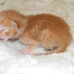 Savannah, Non Standard, Orange Spotted Male DOB 4-16-15