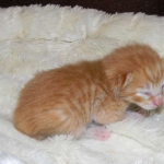Savannah, Non Standard, Orange Spotted Male DOB 4-16-15