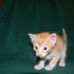 Savannah, F-6B Non Standard male DOB 4-16-15