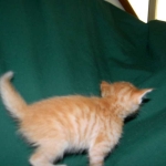 Savannah, F-6B Non Standard male DOB 4-16-15