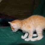 Savannah, F-6B Non Standard male DOB 4-16-15