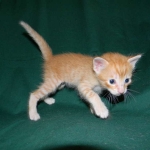 Savannah, F-6B Non Standard male DOB 4-16-15