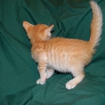 Savannah, F-6B Non Standard male DOB 4-16-15