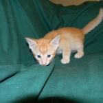 Savannah, F-6B Non Standard male DOB 4-16-15