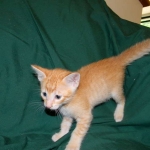 Savannah, F-6B Non Standard male DOB 4-16-15