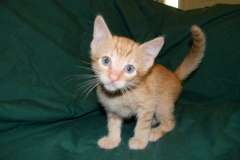 Ahzra Savannah F-6B Orange Male #3 DOB 4-16-15