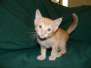 Ahzra Savannah F-6B Orange Male #3 DOB 4-16-15