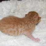 Savannah, Male Non standard "Orange" DOB 4-16-15