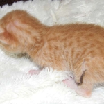 Savannah, Male Non standard "Orange" DOB 4-16-15