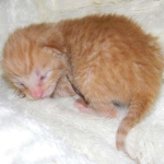 Savannah, Male Non standard "Orange" DOB 4-16-15