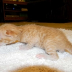 Savannah, Male Non standard "Orange" DOB 4-16-15