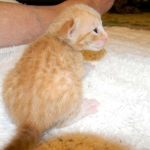 Savannah, Male Non standard "Orange" DOB 4-16-15