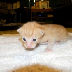 Savannah, Male Non standard "Orange" DOB 4-16-15