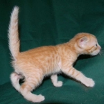 Savannah, Male Non standard "Orange" DOB 4-16-15