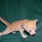 Savannah, Male Non standard "Orange" DOB 4-16-15
