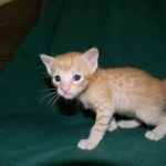 Savannah, Male Non standard "Orange" DOB 4-16-15