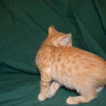 Savannah, Male Non standard "Orange" DOB 4-16-15