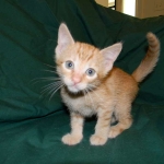 Savannah, Male Non standard "Orange" DOB 4-16-15