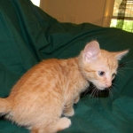 Savannah, Male Non standard "Orange" DOB 4-16-15