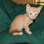 Savannah, Male Non standard "Orange" DOB 4-16-15