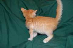 Chewbacca Savannah F-6B Orange Male #4 DOB 4-16-15