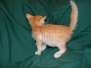 Chewbacca Savannah F-6B Orange Male #4 DOB 4-16-15