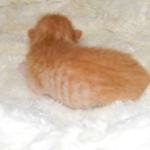 Savannah, F-6B Orange spotted Male DOB 4-16-15