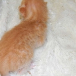 Savannah, F-6B Orange spotted Male DOB 4-16-15