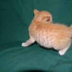 Savannah, F-6B Non Standard male DOB 4-16-15