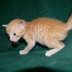 Savannah, F-6B Non Standard male DOB 4-16-15