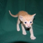 Savannah, F-6B Non Standard male DOB 4-16-15