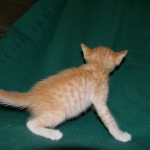 Savannah, F-6B Non Standard male DOB 4-16-15