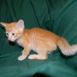 Savannah, F-6B Non Standard male DOB 4-16-15