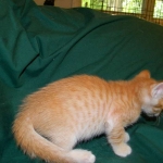 Savannah, F-6B Non Standard male DOB 4-16-15