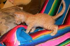 Khari Savannah F-6B Orange Spotted Male DOB 11-17-14