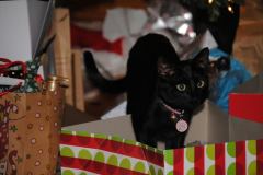 Kanya Shanika Savannah F-6B Smoke Female DOB 4-2-15