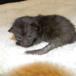 Savannah, F-6B Smoke Female dob 4-2-15