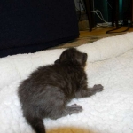 Savannah, F-6B Smoke Female dob 4-2-15