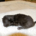 Savannah, F-6B Smoke Female dob 4-2-15