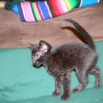 Savannah, F-6B Smoke Female dob 4-2-15